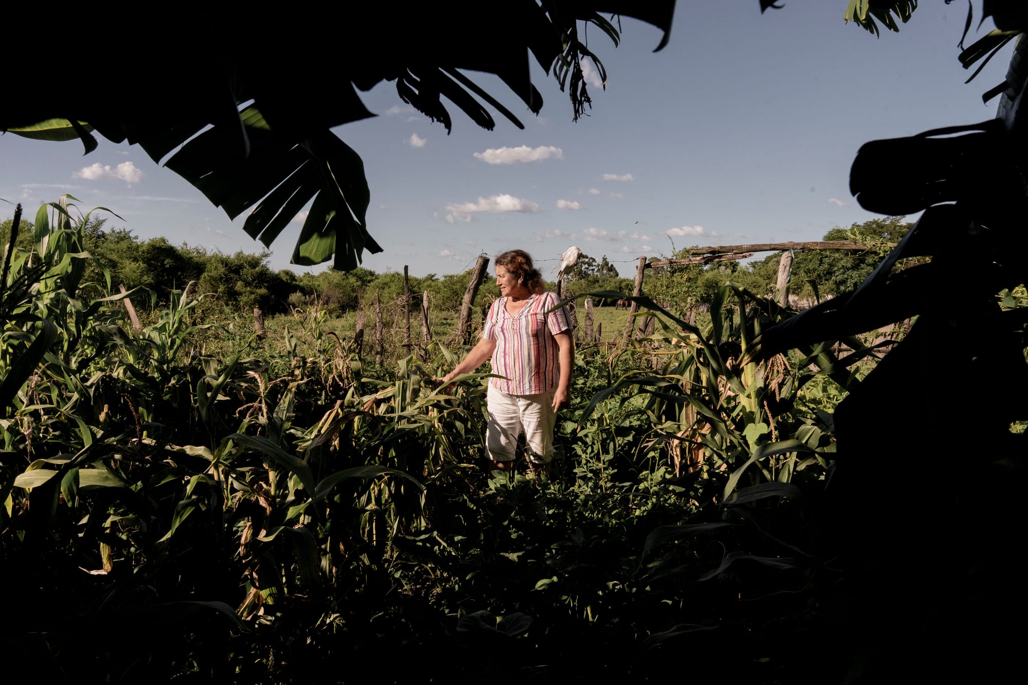A woman standing in a cornfield inspecting the crop.